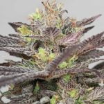 Full Moon Fever Marijuana Strain