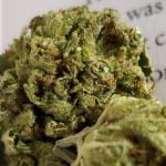 Full Moon Fever Strain Marijuana Plant