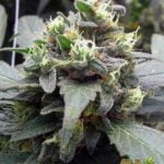 Garlic Marijuana Strain