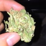 Garlic Strain Marijuana Plant