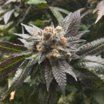 God Bud Marijuana Strain