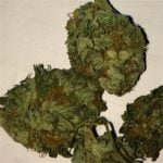 God Bud Strain Marijuana Plant