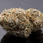 Golden Cobra Bud