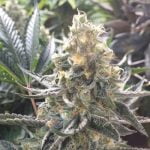 Golden Cobra Marijuana Strain