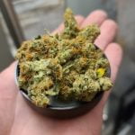 Golden Cobra Strain Marijuana Plant