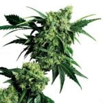 Goo Marijuana Strain