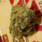 Goo Strain Marijuana Plant