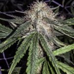 Gorilla Bomb Marijuana Strain