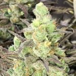 Gorilla Bomb Strain Marijuana Plant
