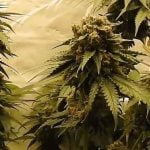 Gorilla OG Marijuana Strain