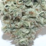 Gorilla OG Strain Marijuana Plant