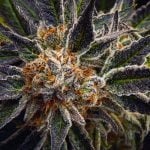 Granola Funk Strain Marijuana Plant