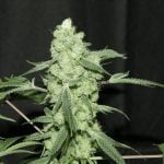 Grape Punch Marijuana Strain