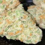 Grape Punch Strain Marijuana Plant