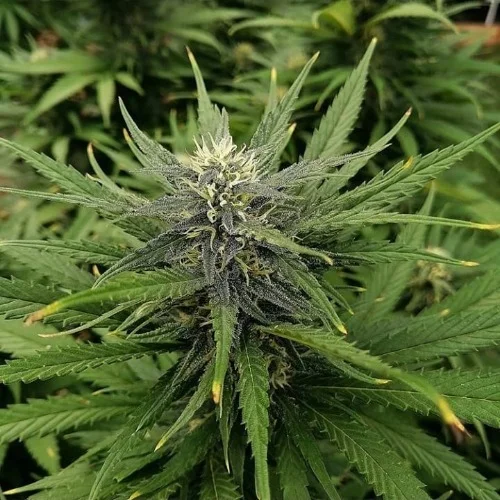 Green Dream Marijuana Strain