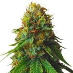 Green Goblin Marijuana Strain