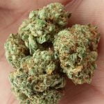 Green Goblin Strain Marijuana Plant