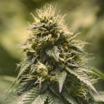 Green Ribbon Marijuana Strain