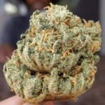 Green Ribbon Strain Marijuana Plant