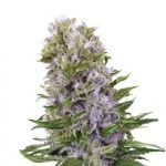 Hawaiian Marijuana Strain