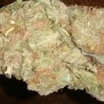 Hawaiian Strain Marijuana Plant