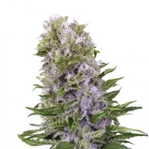 Hawaiian Marijuana Strain