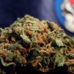 Head Cheese Strain Marijuana Plant