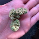 Island Sweet Skunk Bud