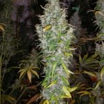 Island Sweet Skunk Marijuana Strain
