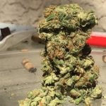 Island Sweet Skunk Marijuana Strain