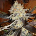 Jamaican Dream Marijuana Strain