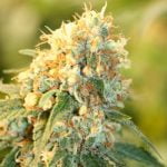 Jamaican Dream Strain Marijuana Plant
