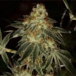 Jesus Marijuana Strain