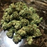 Jesus Strain Marijuana Plant