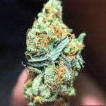 King Kong Strain Marijuana Plant
