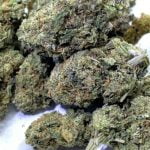 LA Cake Strain Marijuana Plant