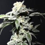 Layer Cake Marijuana Strain