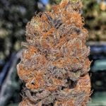 Layer Cake Strain Marijuana Plant