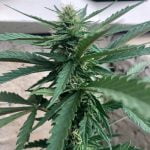 Lemon Cheesecake Marijuana Strain