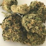 Lemon Cheesecake Strain Marijuana Plant
