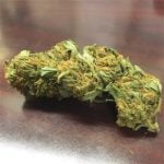 Lemon Jack Bud