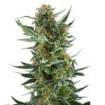 Lemon Jack Marijuana Strain