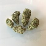 Lemon Pie Bud