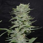 Lemon Pie Marijuana Strain