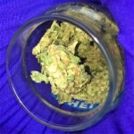 Lemon Pie Strain Marijuana Plant