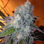 Liberty Haze Marijuana Strain