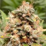 Liberty Haze Strain Marijuana Plant