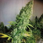 Mandarin Jack Marijuana Strain