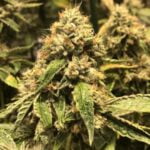 Mars OG Marijuana Strain