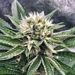 Master Yoda Marijuana Strain